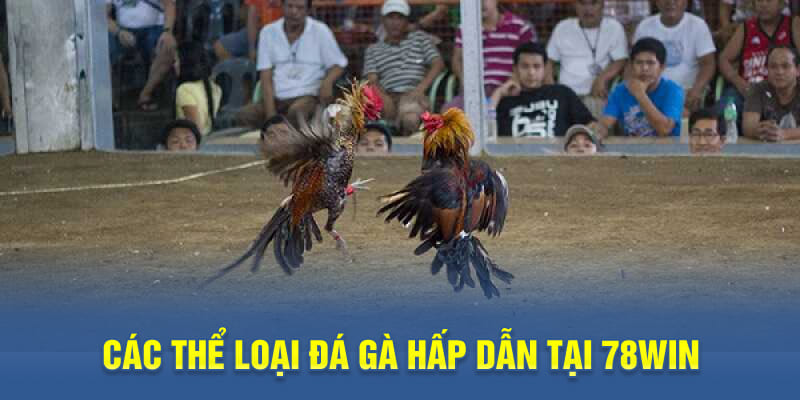 Các thể loại đá gà hấp dẫn tại 78WIN